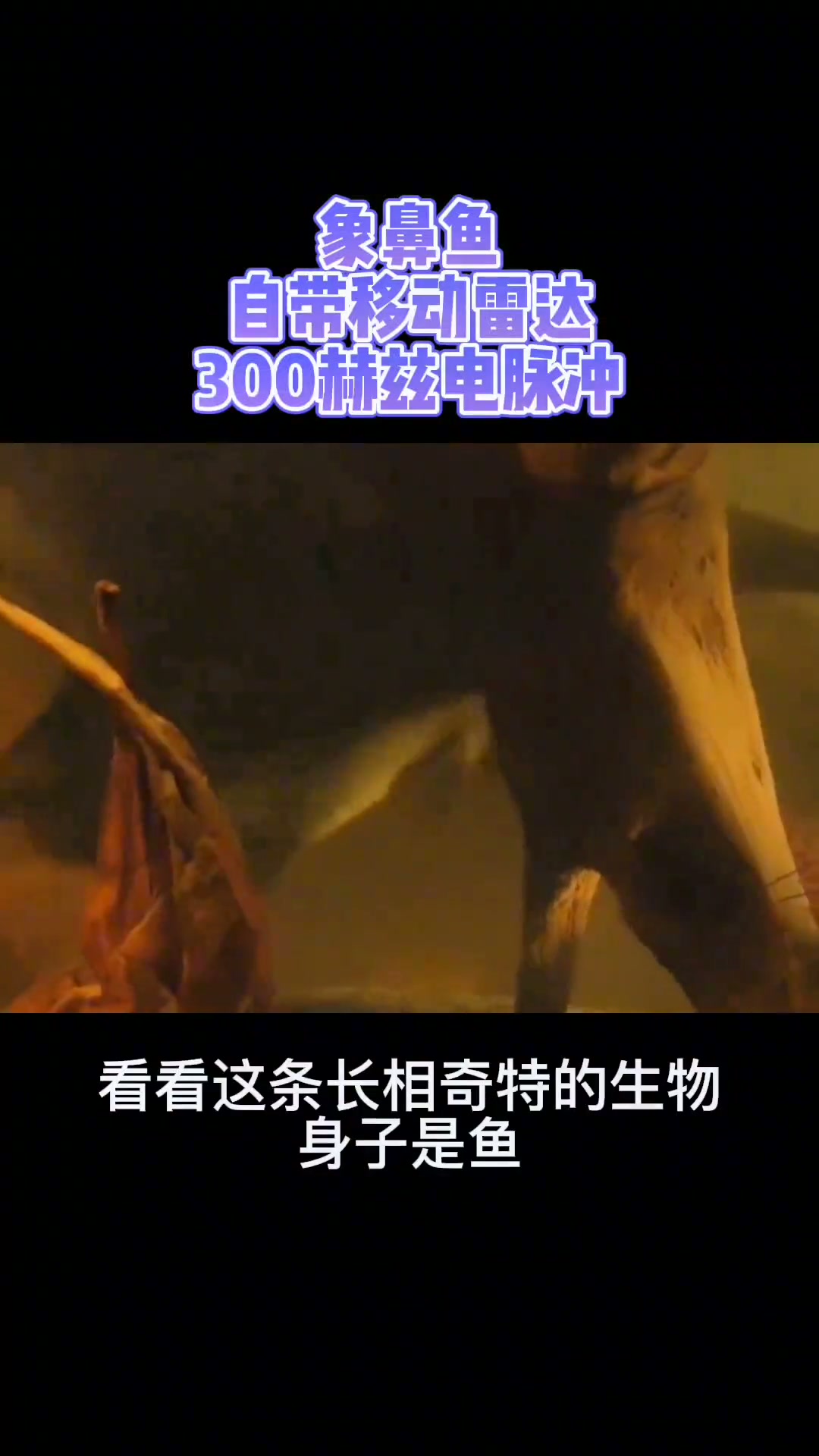 自带雷达的象鼻鱼