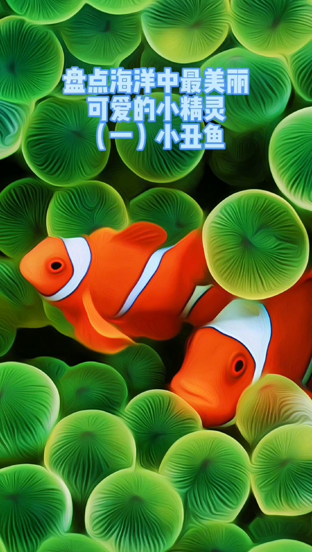 小丑鱼，美丽可爱的小精灵