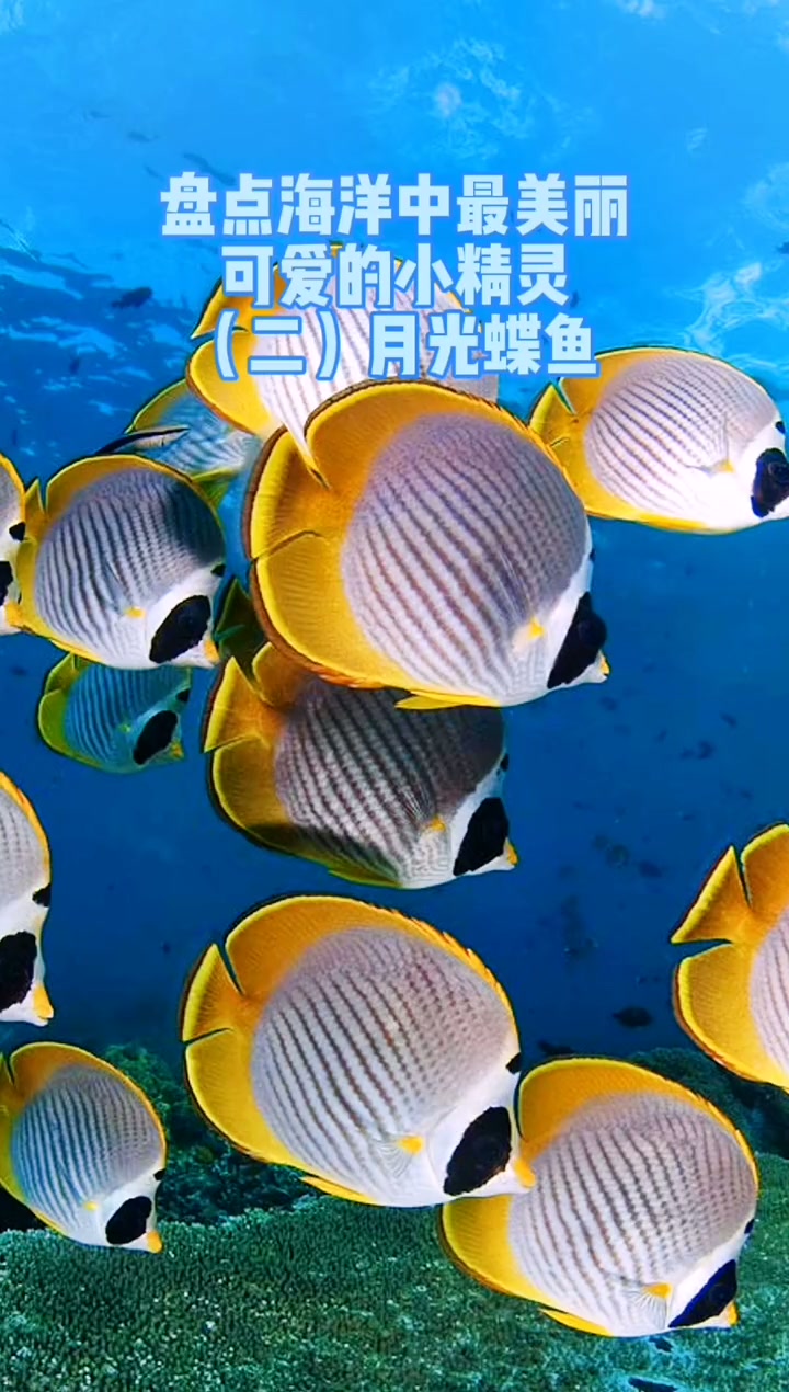 海洋中那些美丽可爱的小精灵二:月光蝶鱼
