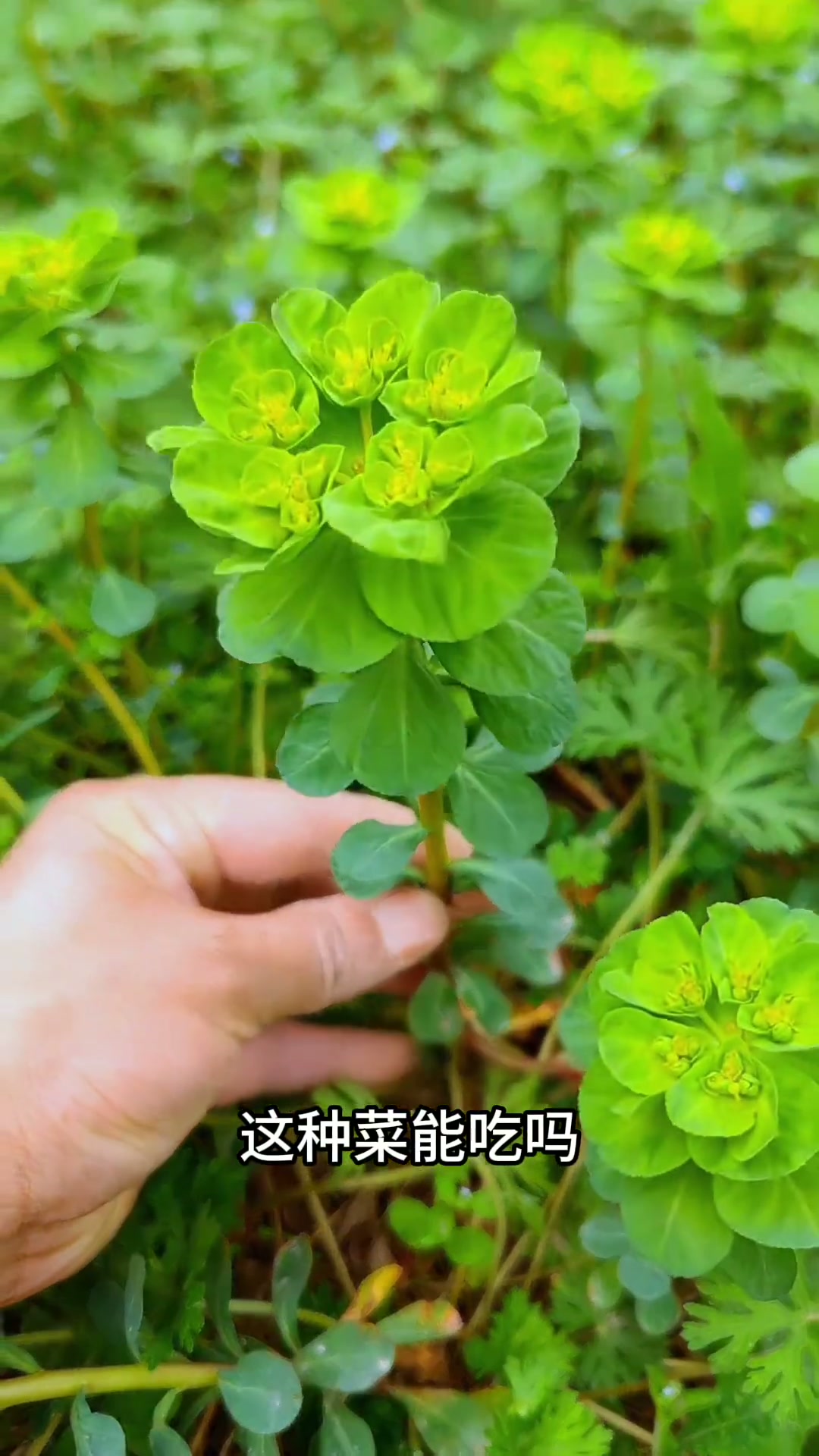 带你认识25种野菜,有些野菜不能食用?千万不可乱采摘,以免不适?