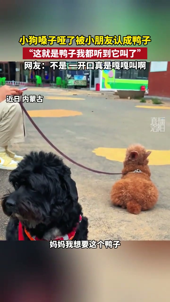 小狗嗓子哑了被小朋友认成鸭子“这就是鸭子我都听到它叫了” 网友：不是 一开口真是嘎嘎叫啊！