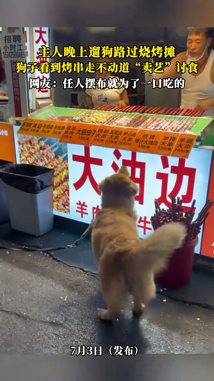 主人晚上遛狗路过烧烤摊狗子看到烤串走不动道“卖艺”讨食，网友：任人摆布就为了一口吃的