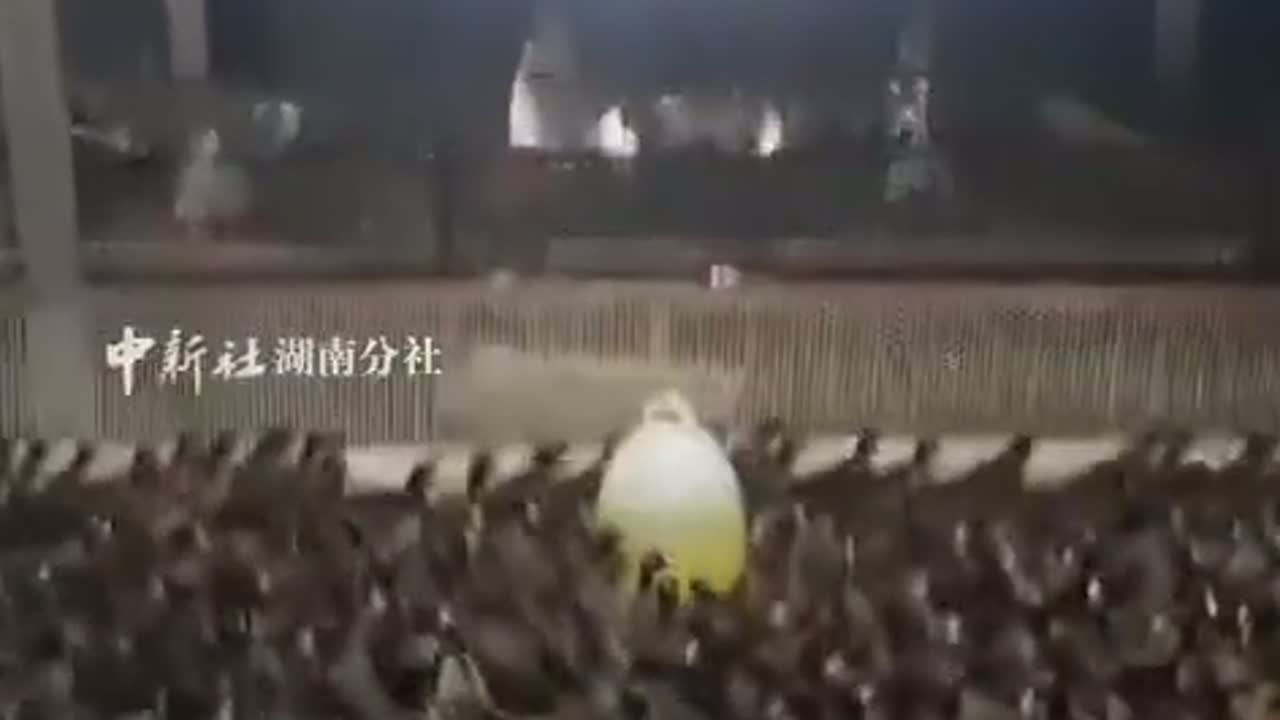 怀化80多只鸭子 夜晚转圈持续半小时 五旬养殖户被吓到