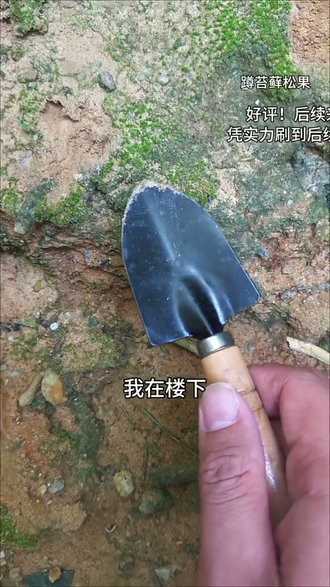 苔藓多肉松果球!超详细后续来啦!在一颗松果上种满不死鸟多肉后,今天又种上了黄金万年草!
