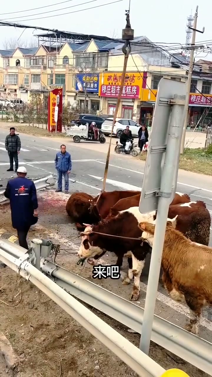 牛牛起飞了分享给大家