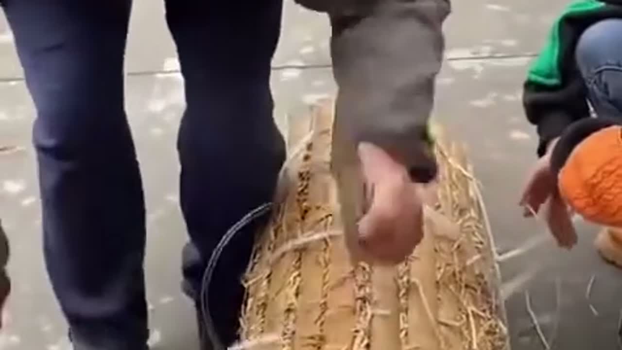 大白菜叶子凉干后也不是这个样子啊？到底是什么东西