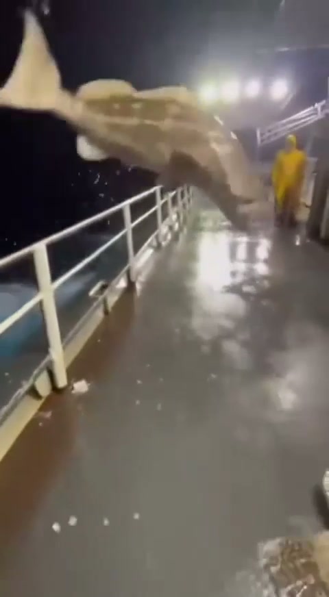 鲨鱼不会游泳却会吃人它吐出来一条鱼动物搞笑视频