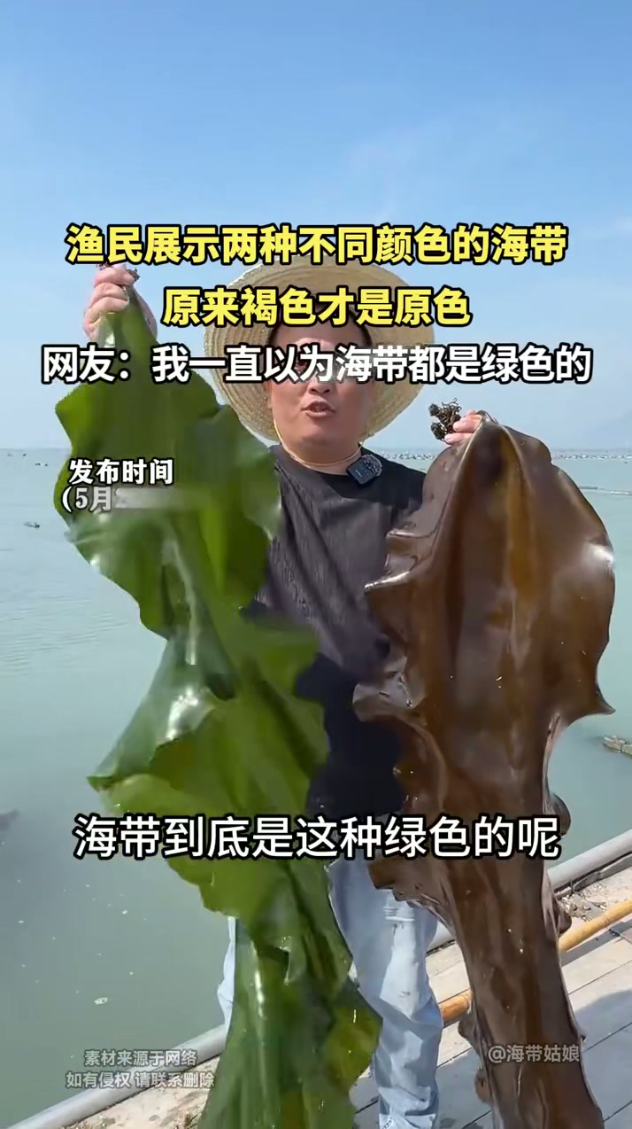 展示两种不同颜色的海带,原来褐色才是原色