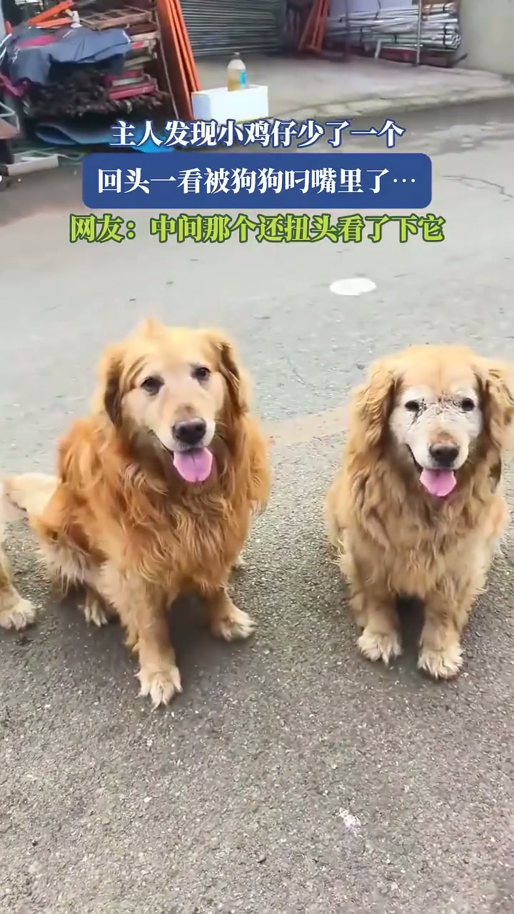 狗狗意外了一只小鸡仔，网友直呼可爱！