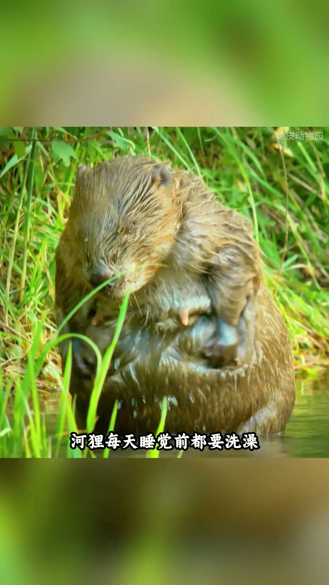 你不知道的是，河狸的屁股是香香的，味道就像香草冰激凌一样