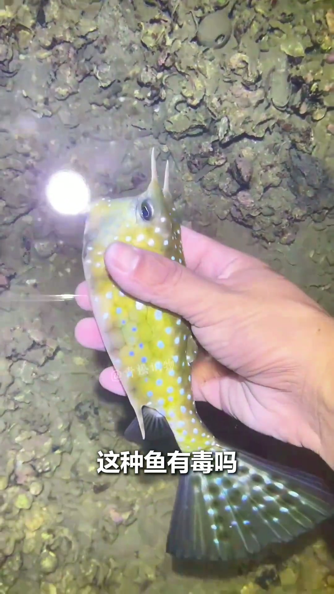 18种海水鱼，看看有你没见过的吗？