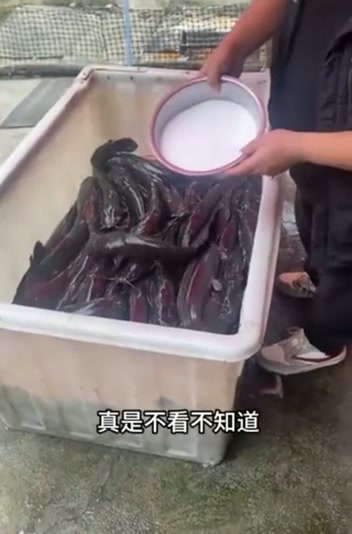往装满鲶鱼的箱子里撒盐