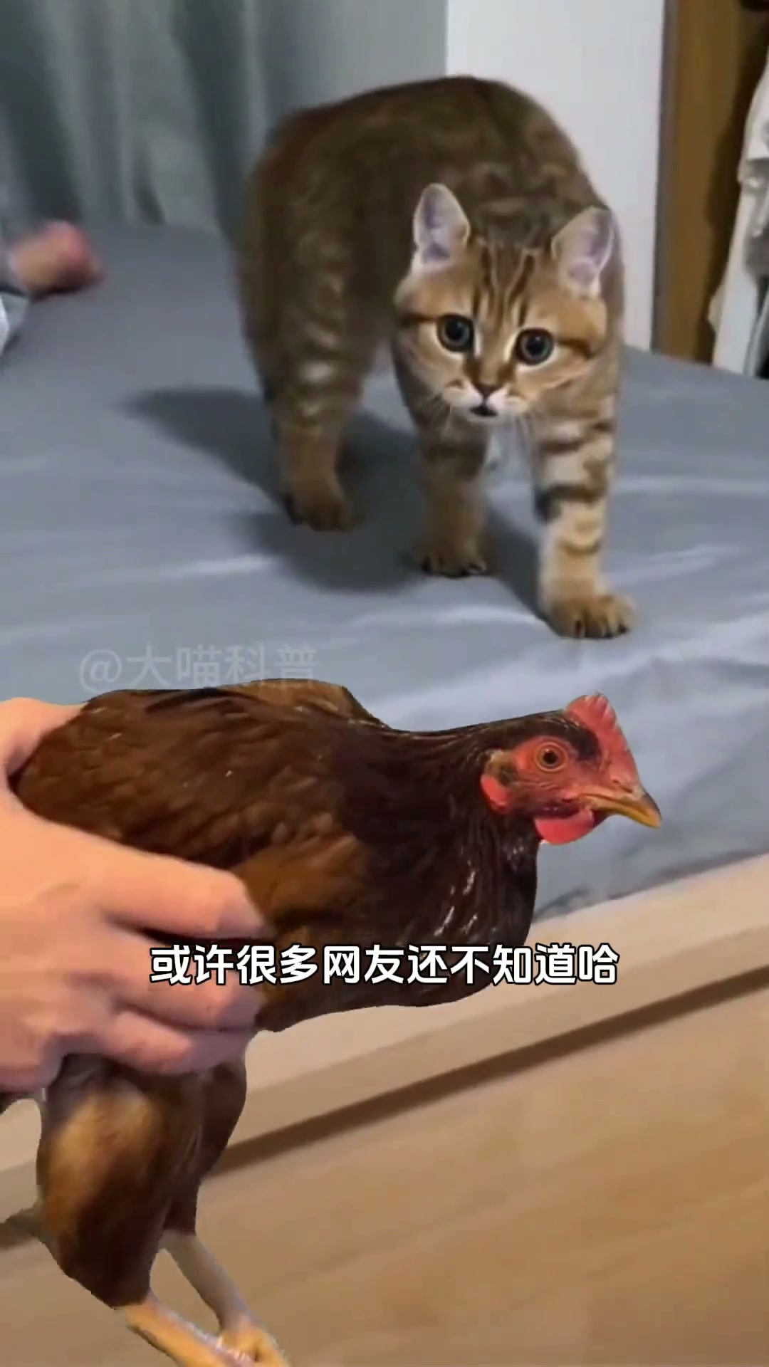 为什么鸡头如此稳定？