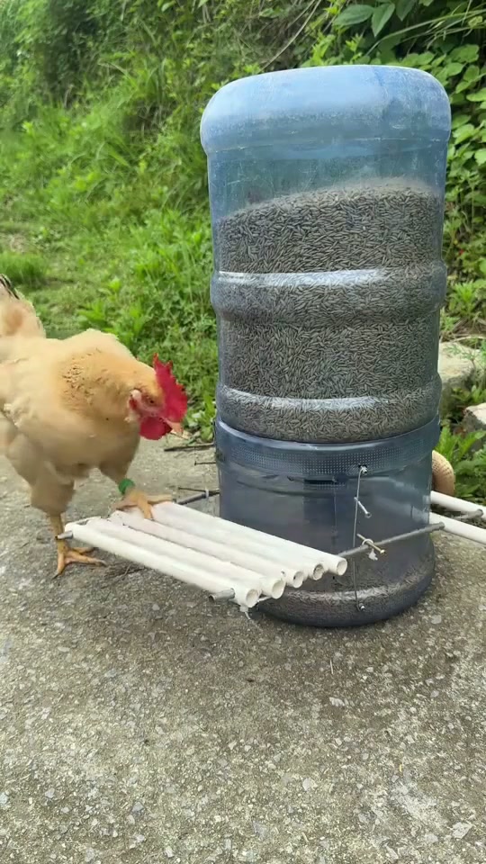 农村自制喂鸡神器#三农#