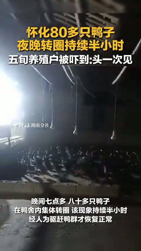 怀化80多只鸭子 夜晚转圈持续半小时 五旬养殖户被吓到。