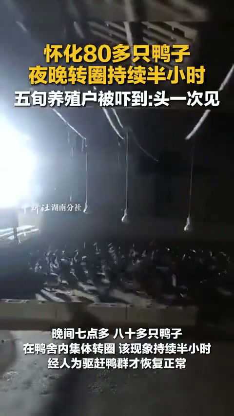 怀化80多只鸭子 夜晚转圈持续半小时 五旬养殖户被吓到。[呲