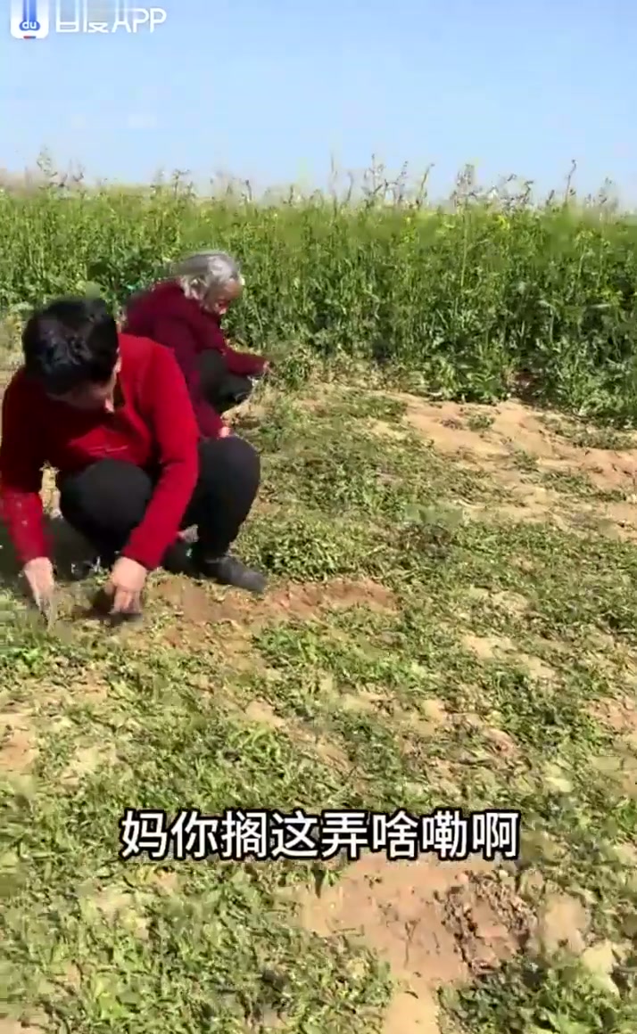 老乡们，你看看这饺子大不大，三五个庄都不好找 这么大的饺子