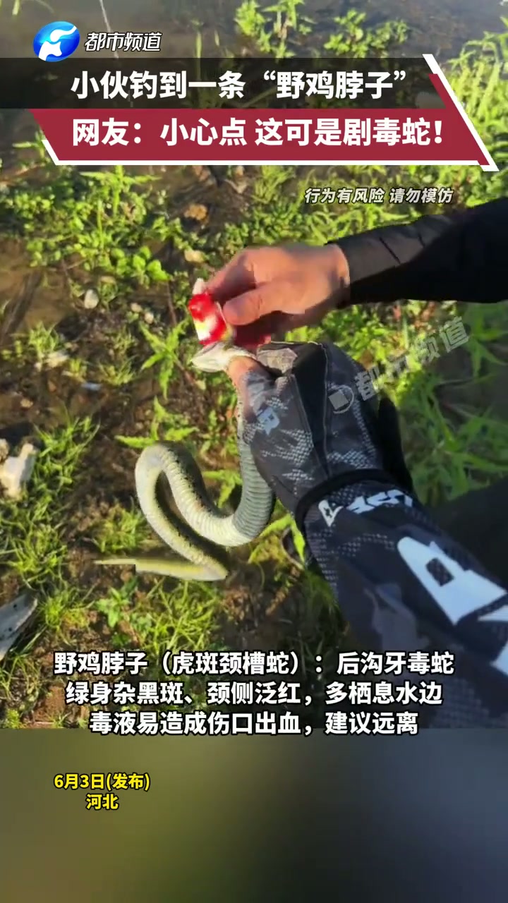 小伙钓到一条“野鸡脖子”，网友：小心点 这可是剧毒蛇！