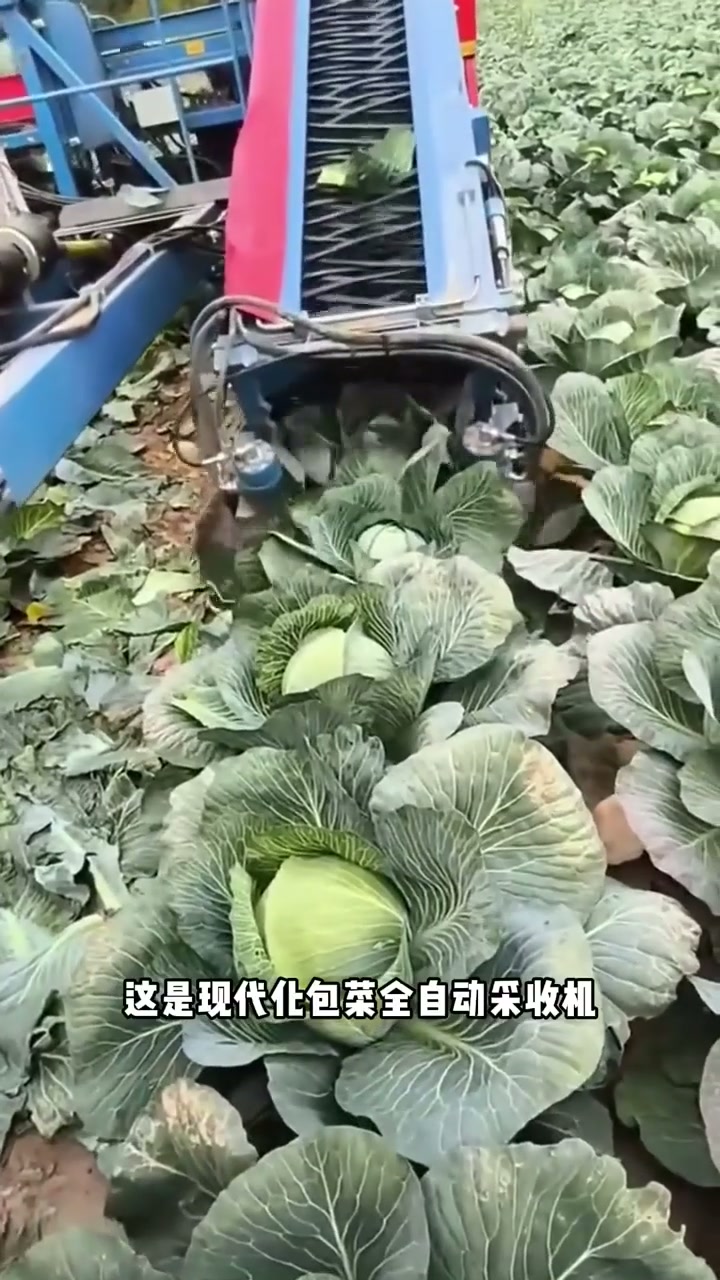 你见过全自动包菜收割机吗？下地走一趟菜全收好了