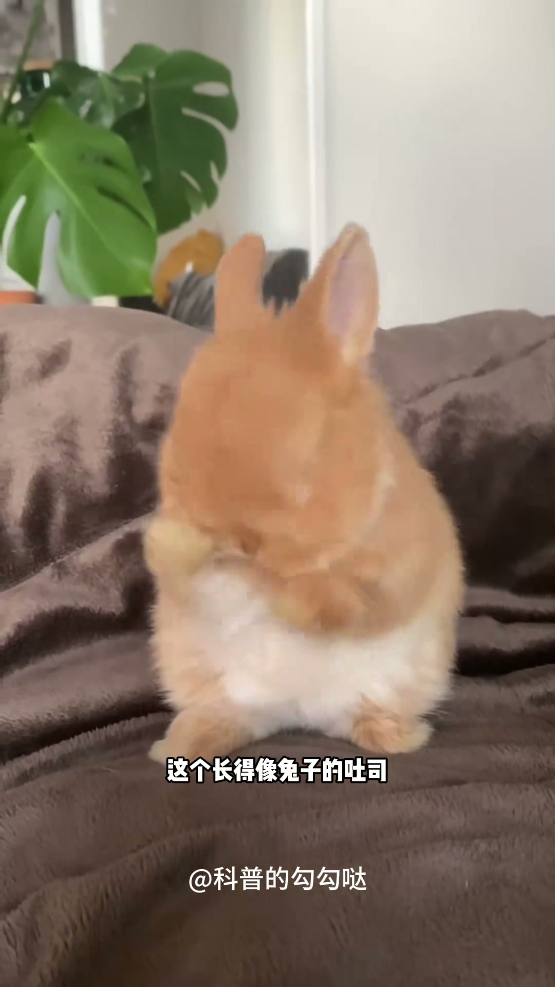 宝宝你是一块小吐司