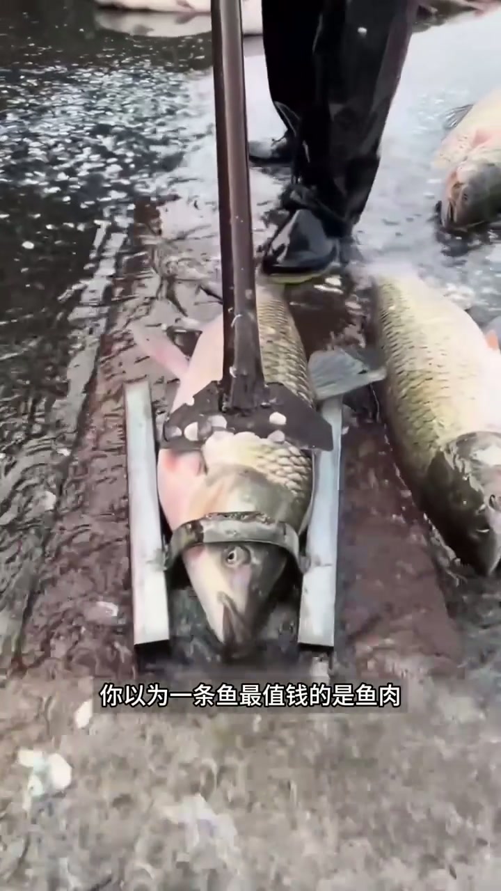 鱼身上最不值钱的部分，如今却比鱼肉还赚钱