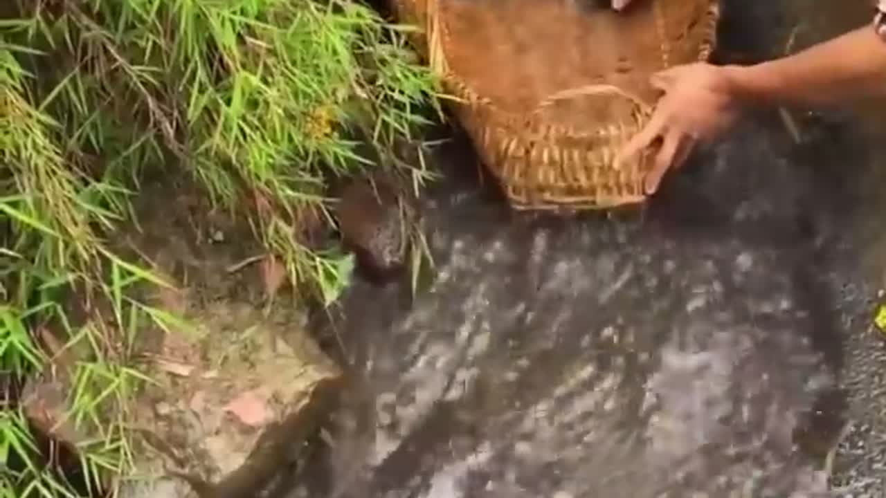 捕鱼新思路！竹篮 + 溪流 = 自动捕鱼机，这种方法你见过吗