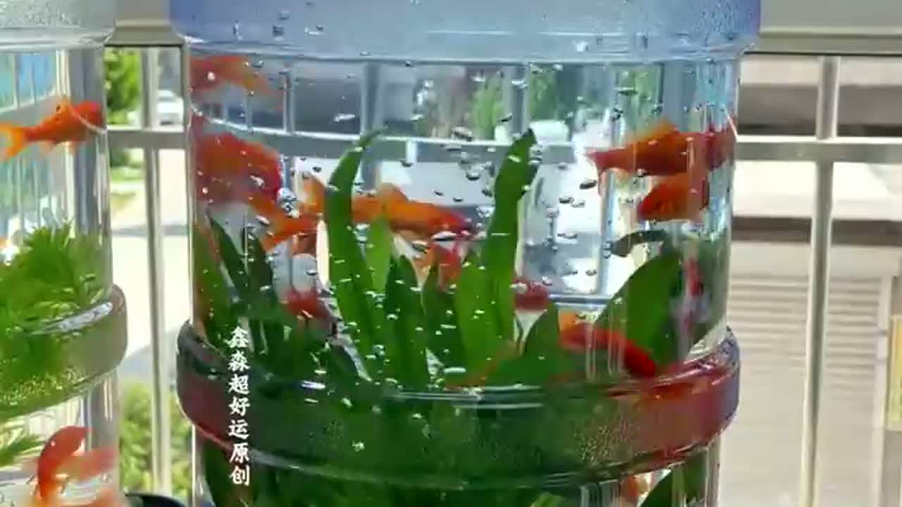 养鱼新方法，偶然机会让我用矿泉水桶改造的鱼缸，也太有趣了