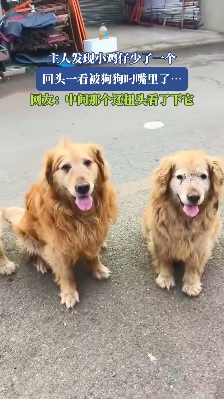 狗狗意外了一只小鸡仔，网友直呼可爱！