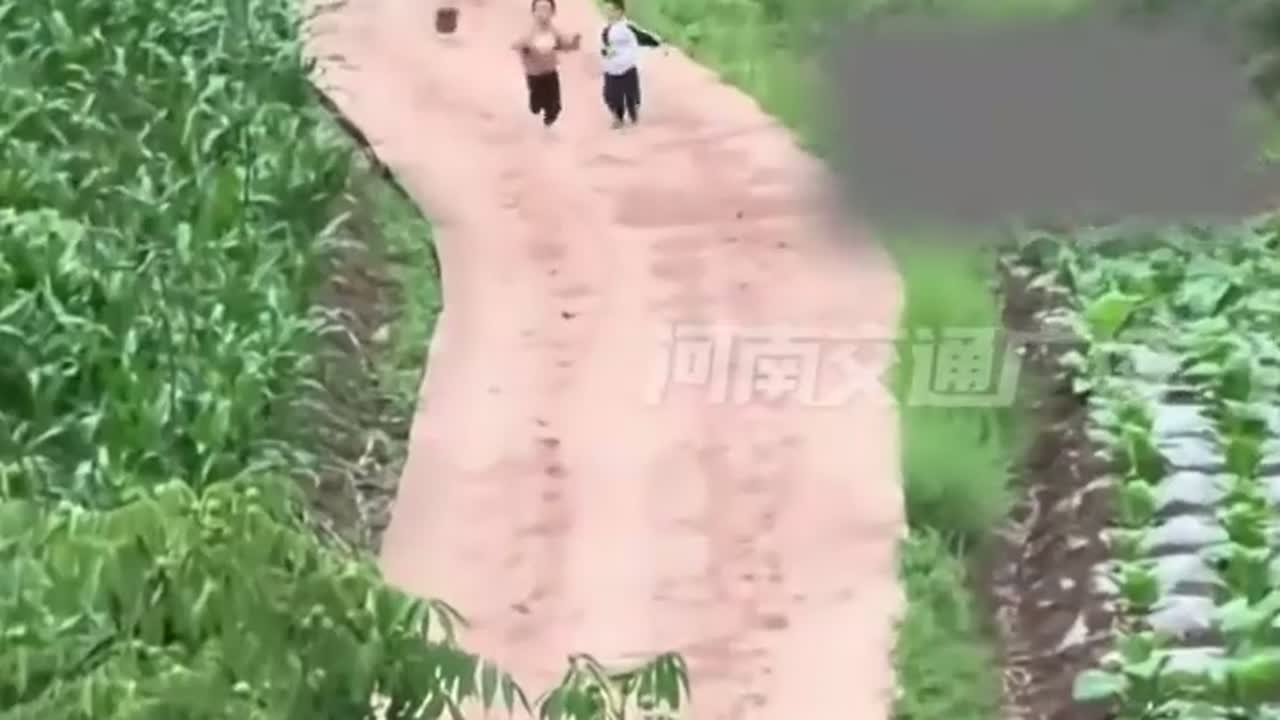 掏个鹅蛋被大鹅追出哭腔