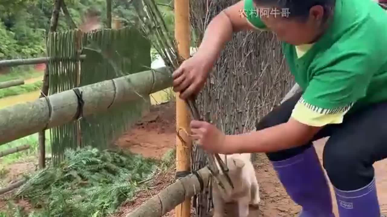 菜园篱笆围栏的编织教程教程，简单易学