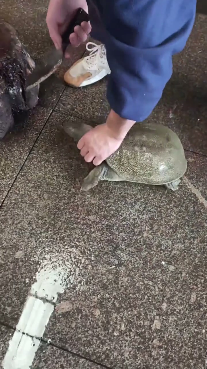 在家如何快速宰杀甲鱼去甲鱼皮？