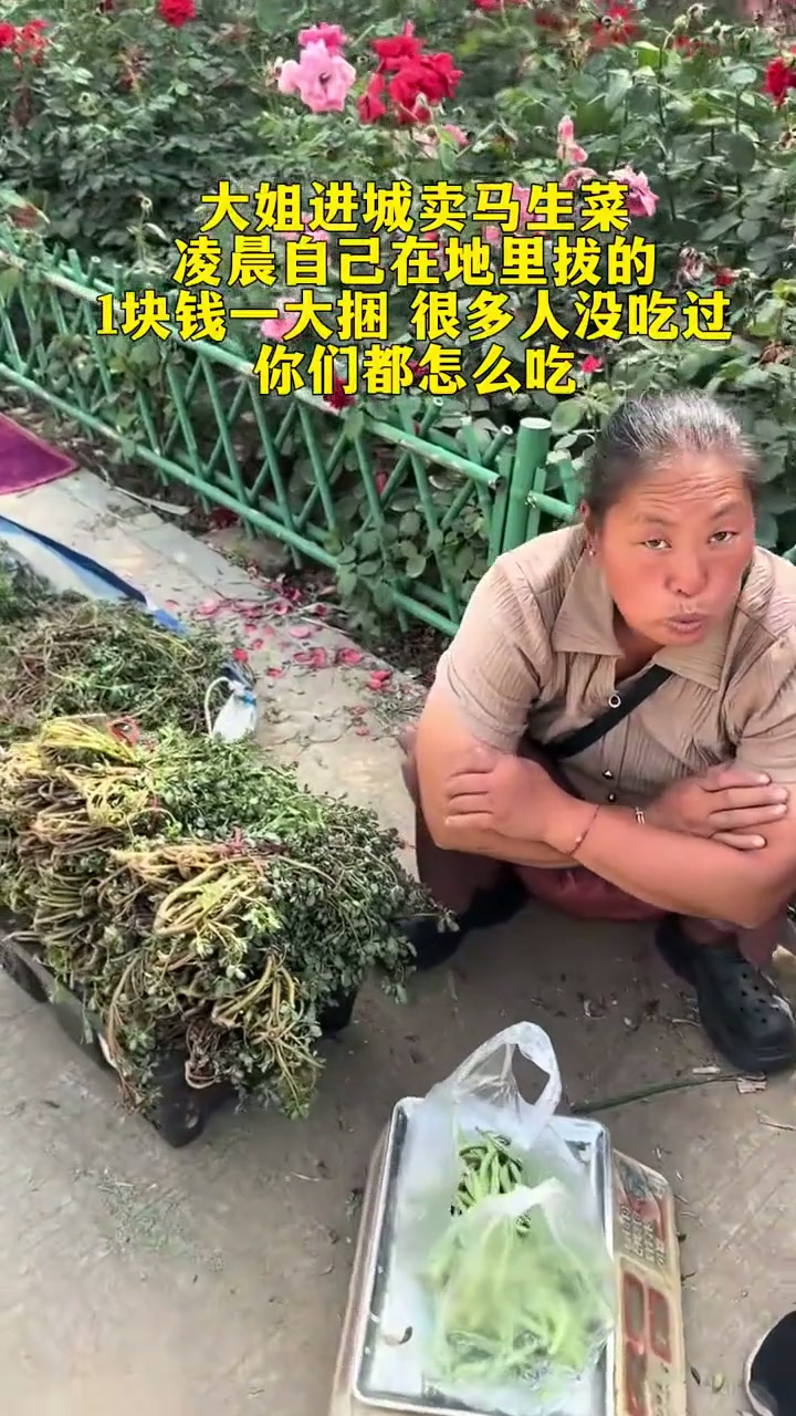 大姐进城卖马生菜凌晨自己在地里拔的1块钱一大捆 很多人没吃过