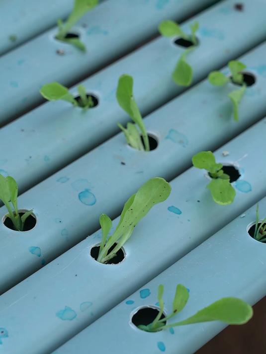 水培生菜,为什么生长周期短,换茬速度快