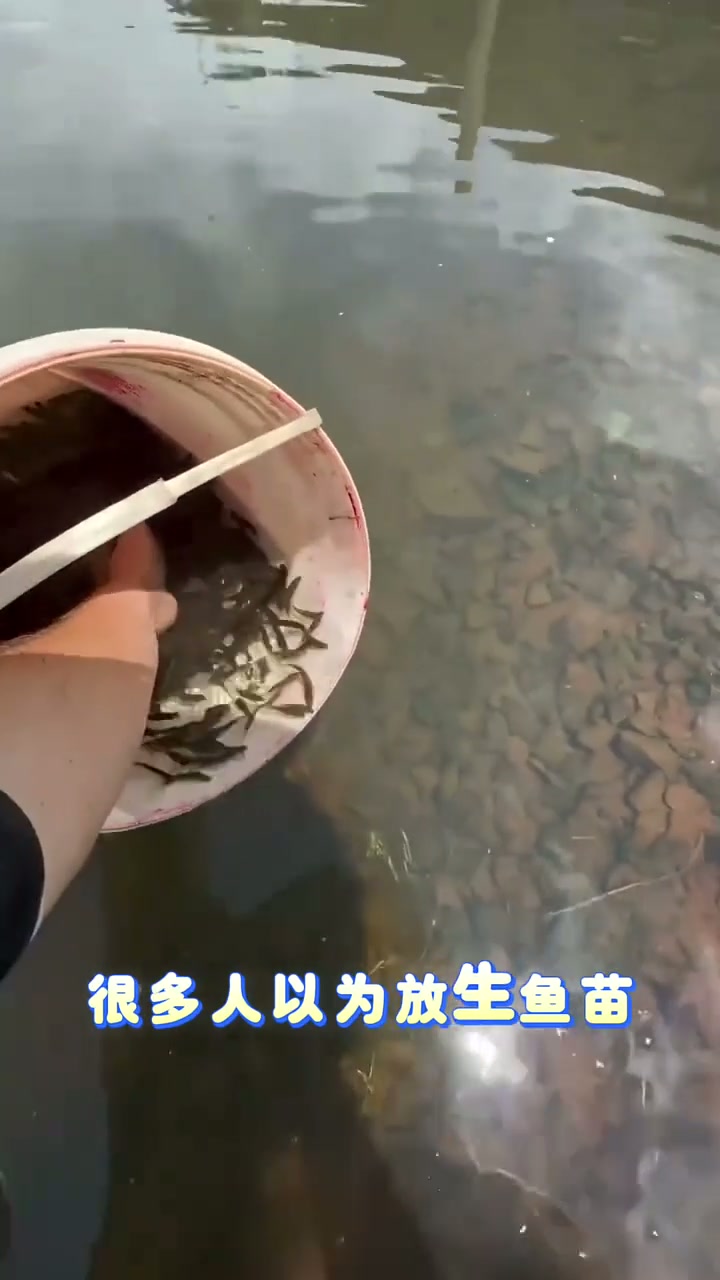 为什么他要把鱼苗提到水深处才放生