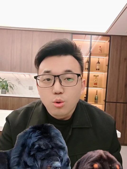 猪头藏獒陕版罗威纳狗圈怪相