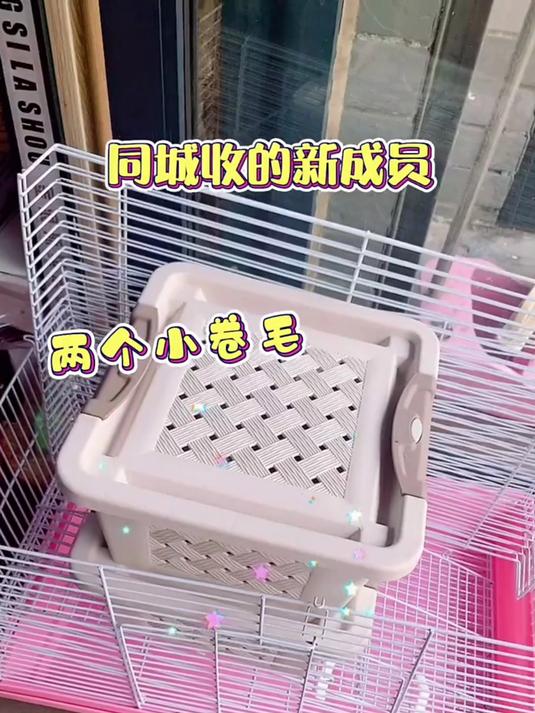同城收的小卷毛,肉桂妹妹,鸽灰妹妹金丝熊仓鼠