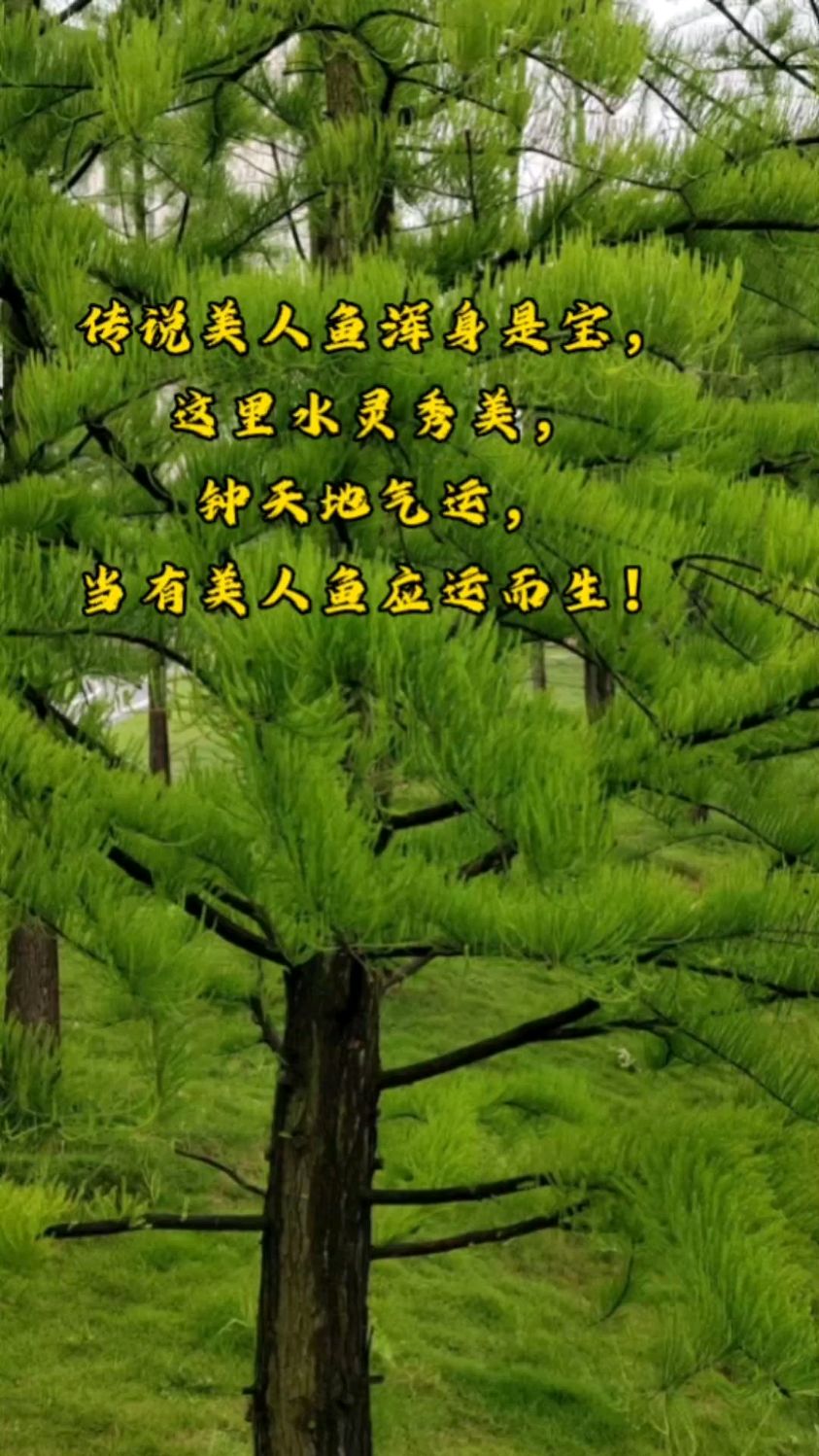 传说美人鱼浑身是宝, 这里水灵秀美, 钟天地气运, 当有美人鱼应运而生!