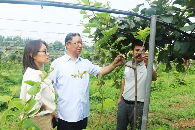 创新育种 支撑陕西猕猴桃产业高质量发展——走进西北农林科技大学国家猕猴桃育种研究眉县创新基地