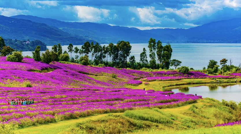 昆明阳宗海旅游度假区云端花海.png