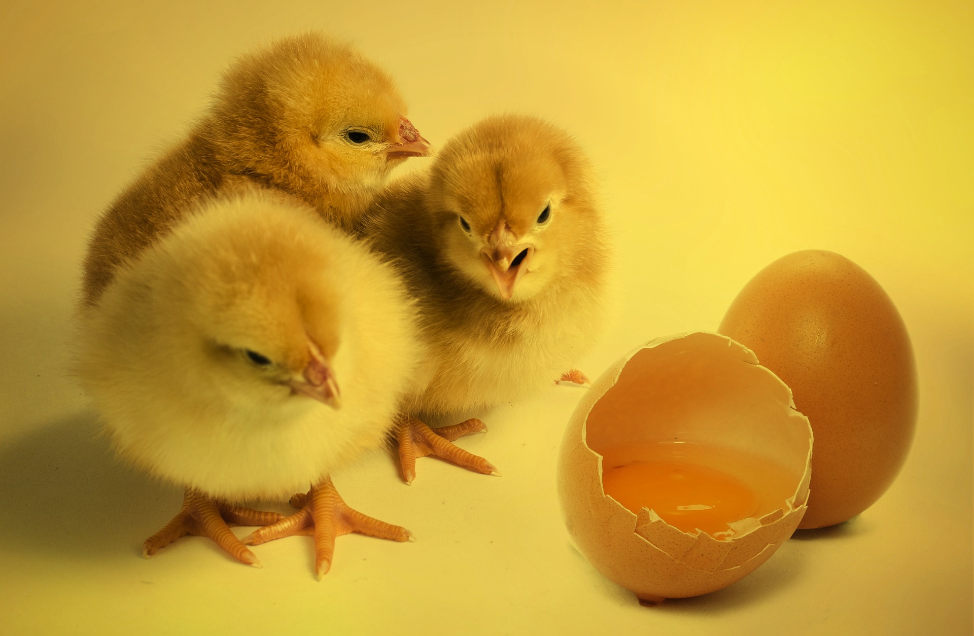孵化从鸡蛋的玩具鸡 库存照片. 图片 包括有 新出生, 破裂, 鸡蛋, 小鸡, 庆祝, 本质, 诞生, 饮食 - 111915696