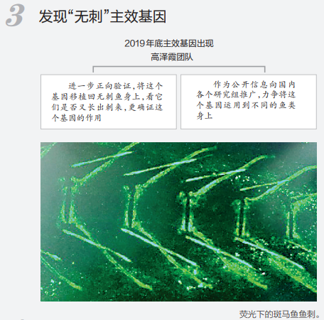 吃鱼不挑刺有望成为现实