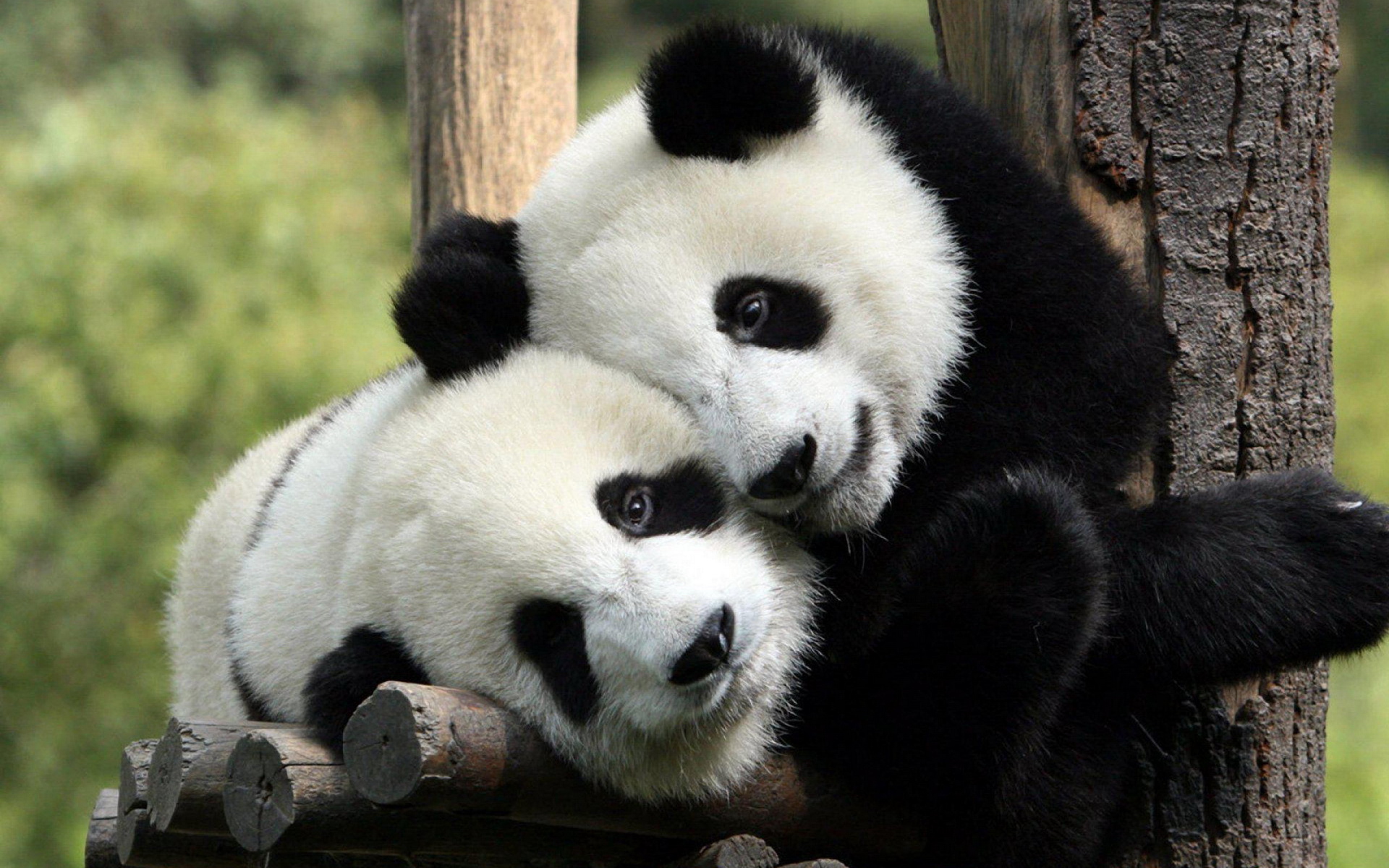 《成都大熊猫繁育研究基地：披着爱大熊猫的皮，却干着虐大熊猫的渣事》是否属实？熊猫们的生存状况如何？ - 知乎