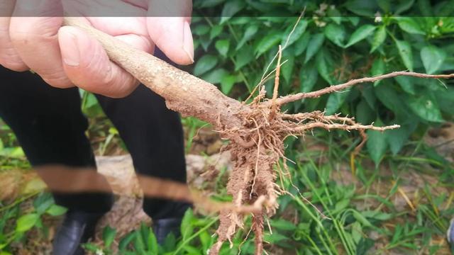 土壤净化修复后，辣椒死苗现象消失，增产效果明显