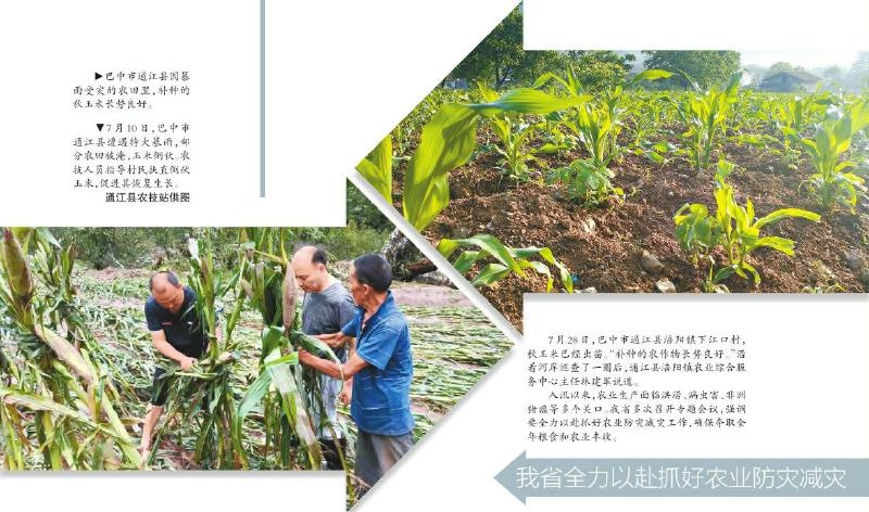 守住丰收基本盘 四川有啥“法宝”?我省全力以赴抓好农业防灾减灾