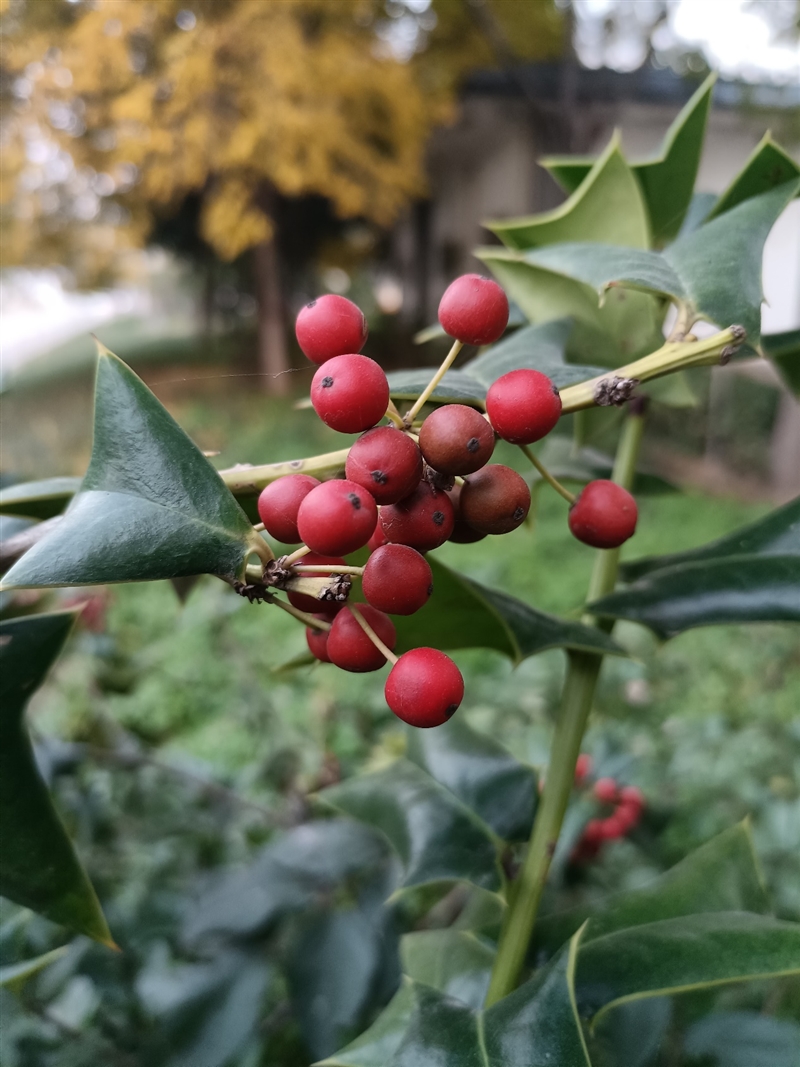 2021年唯一5G大屏手機(jī)！榮耀X30 Max評(píng)測(cè)：拍照、續(xù)航都有小驚喜