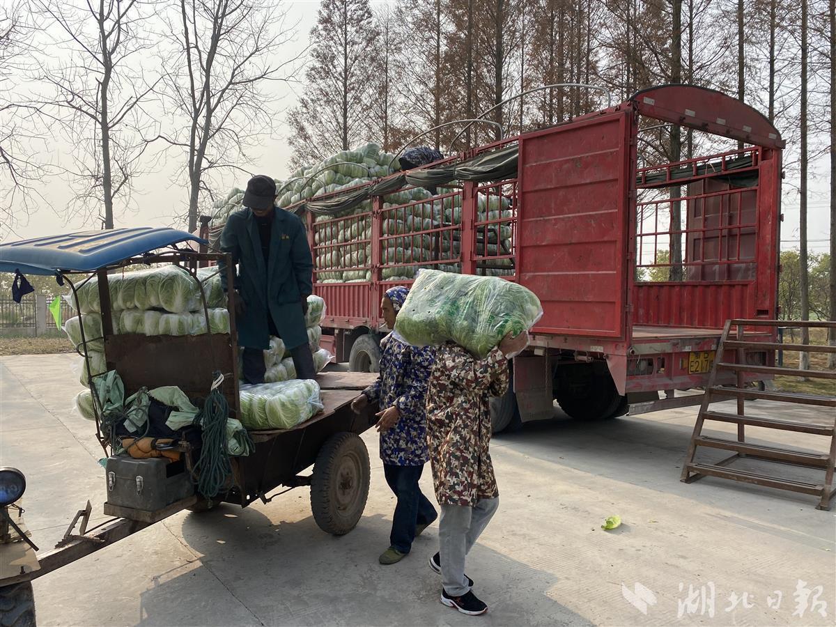 农民协作社购置农业保险如何做会计分录