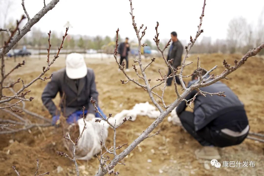 2022 园林绿化工作这样儿做！