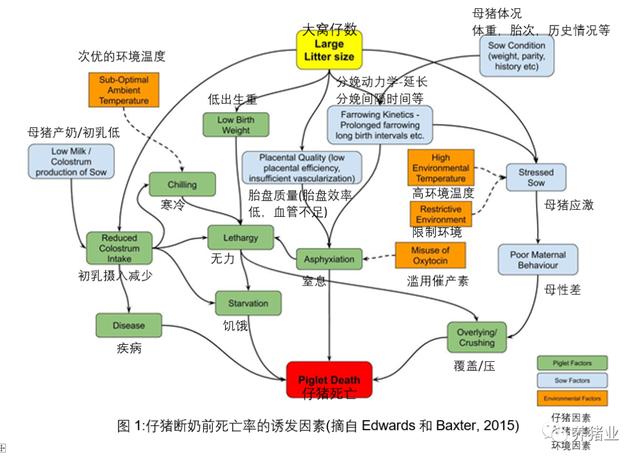 影响仔猪断奶前死亡率的因素-1