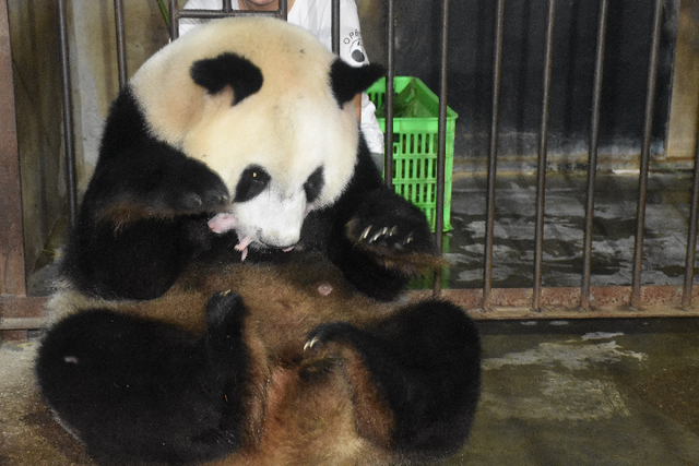 圈养秦岭大熊猫“丫丫”诞下龙凤胎