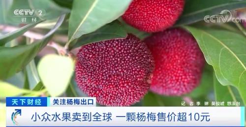 火了！這種我們常吃的水果，真空包裝賣到全球！在歐洲一顆售價超10元！新加坡客商一口氣買兩噸→